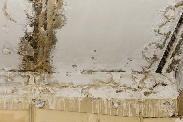 Best Basement Mold Removal  in Heceta Beach, OR