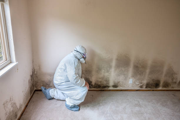 Mold Remediation for Vacation Homes in Heceta Beach, OR