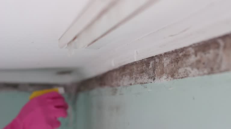 Best Asbestos and Lead Testing During Mold Inspection  in Heceta Beach, OR